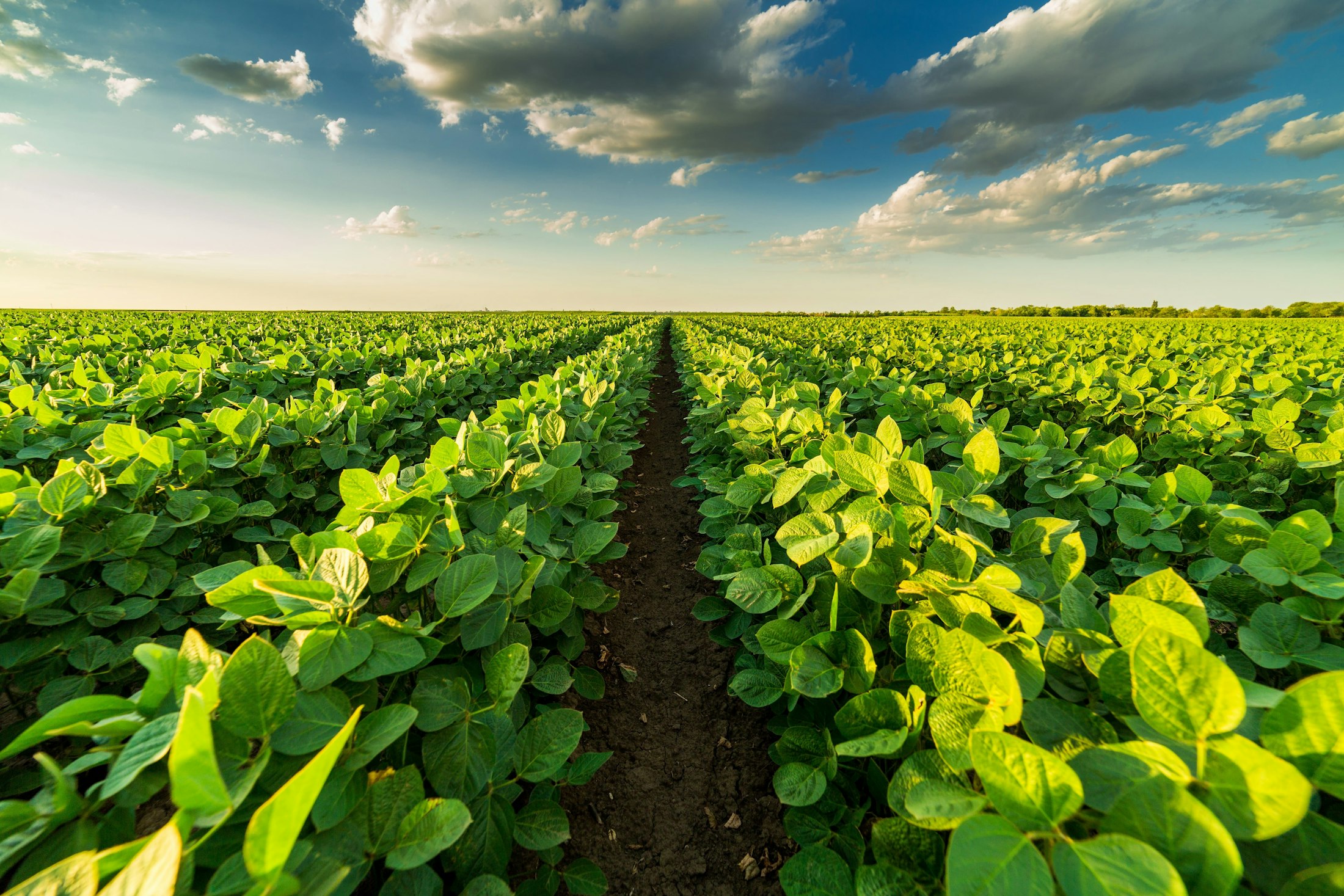 Agribusiness soybean field